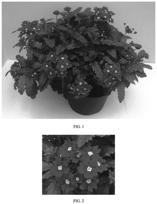 Figure 1 of US plant patent PP32833, the photograph of Balcadredim printed in the patent.