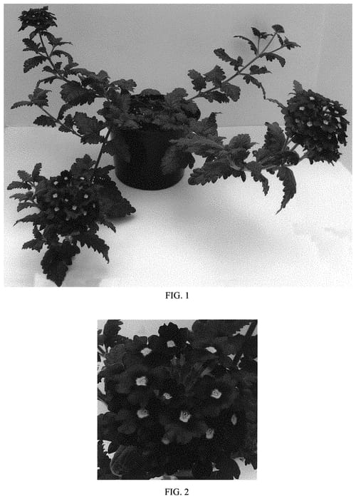 Figure 1 of US plant patent PP32834, the photograph of Balendurpi2 printed in the patent.