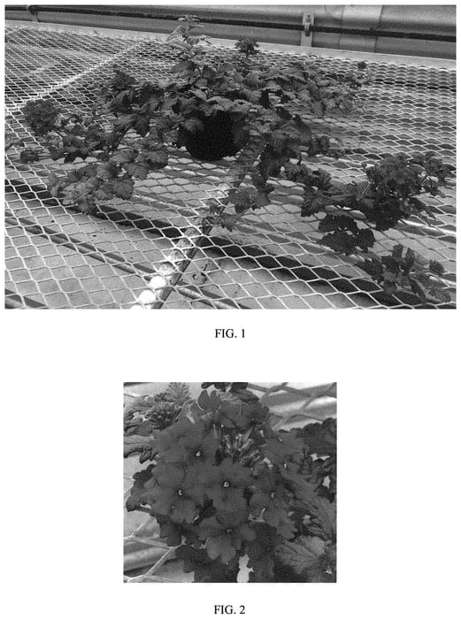 Figure 1 of US plant patent PP32835, the photograph of Balendredim printed in the patent.
