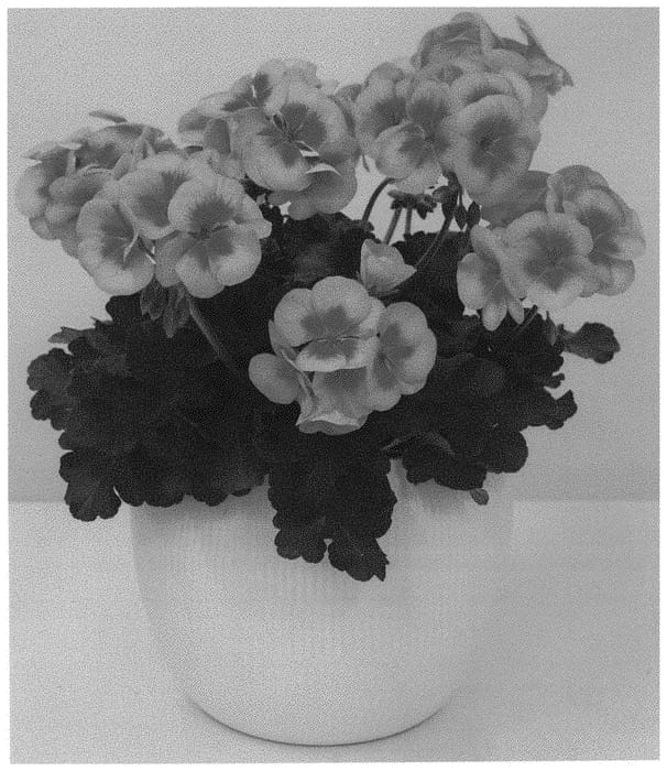 Figure 1 of US plant patent PP32836, the photograph of KLEPZ20550 printed in the patent.
