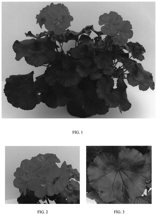 Figure 1 of US plant patent PP32837, the photograph of Tospresilreim printed in the patent.