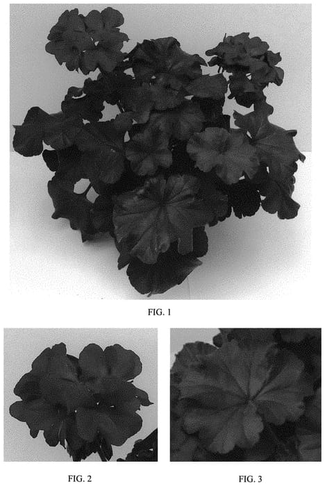 Figure 1 of US plant patent PP32838, the photograph of Tosdyndredi printed in the patent.