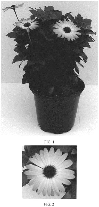 Figure 1 of US plant patent PP32839, the photograph of Sunshine Beauty printed in the patent.