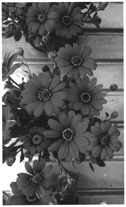 Figure 1 of US plant patent PP32840, the photograph of KLEOE20555 printed in the patent.