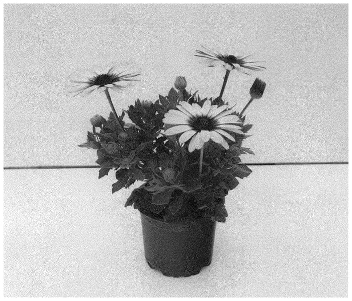 Figure 1 of US plant patent PP32841, the photograph of KLEOE19395 printed in the patent.
