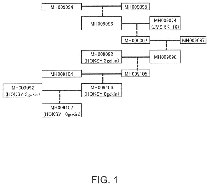 Figure 1 of US plant patent PP32842, the photograph of HOKSY 10gokin printed in the patent.