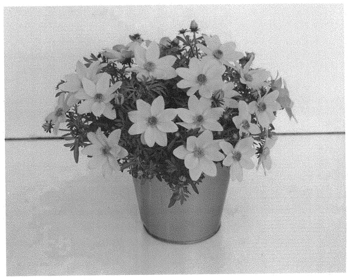 Figure 1 of US plant patent PP32843, the photograph of KLEBF19001 printed in the patent.
