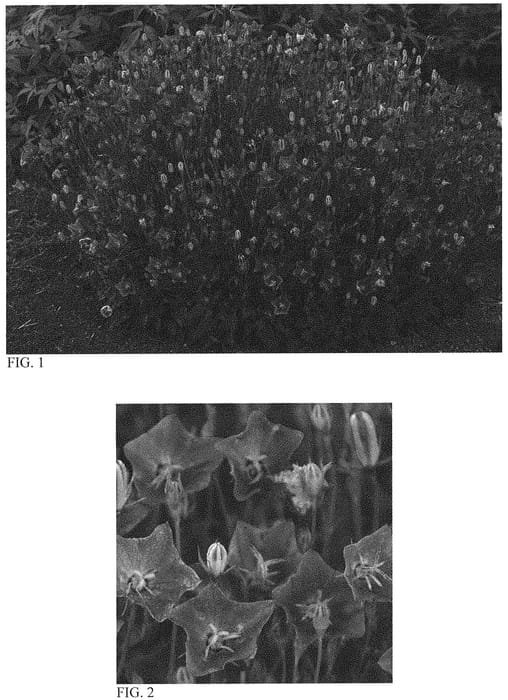 Figure 1 of US plant patent PP32844, the photograph of Violet Teacups printed in the patent.