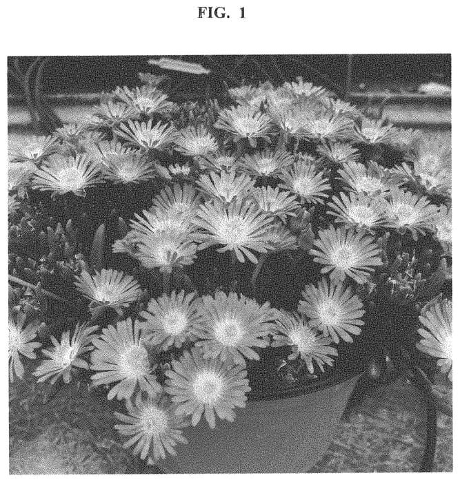 Figure 1 of US plant patent PP32845, the photograph of Dodelrochryor printed in the patent.
