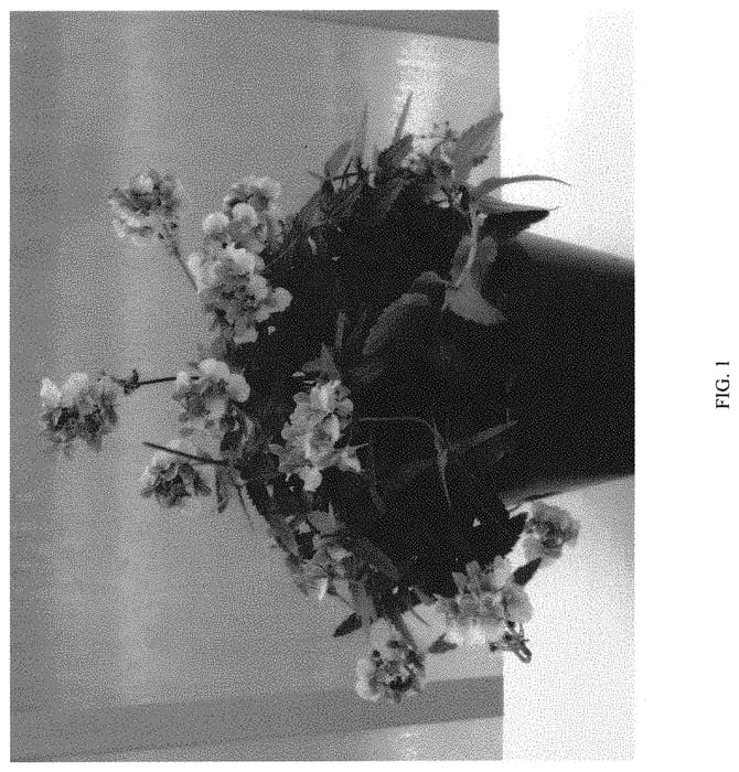 Figure 1 of US plant patent PP32846, the photograph of SUNJON81 printed in the patent.