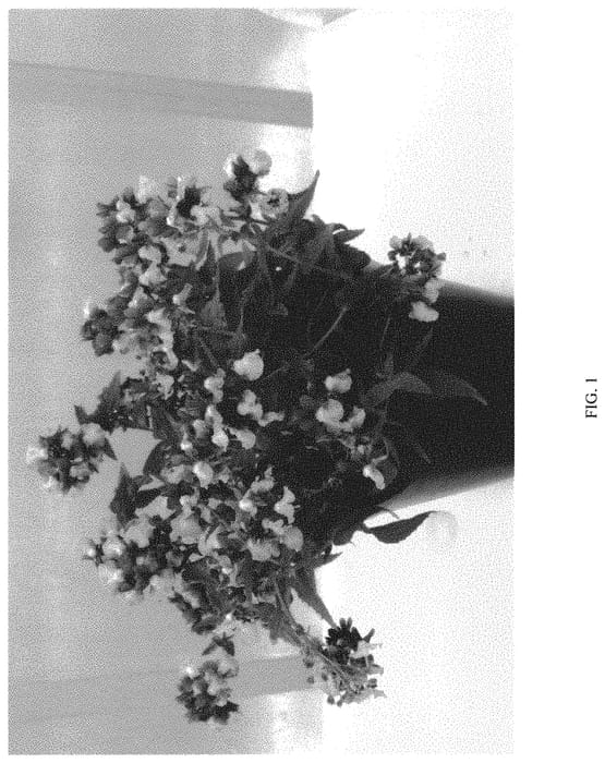 Figure 1 of US plant patent PP32847, the photograph of SUNJON84 printed in the patent.