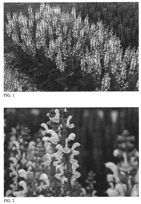 Figure 1 of US plant patent PP32848, the photograph of Snow Kiss printed in the patent.