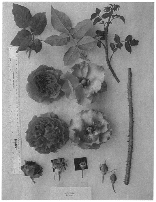 Figure 1 of US plant patent PP32849, the photograph of AUScrowd printed in the patent.