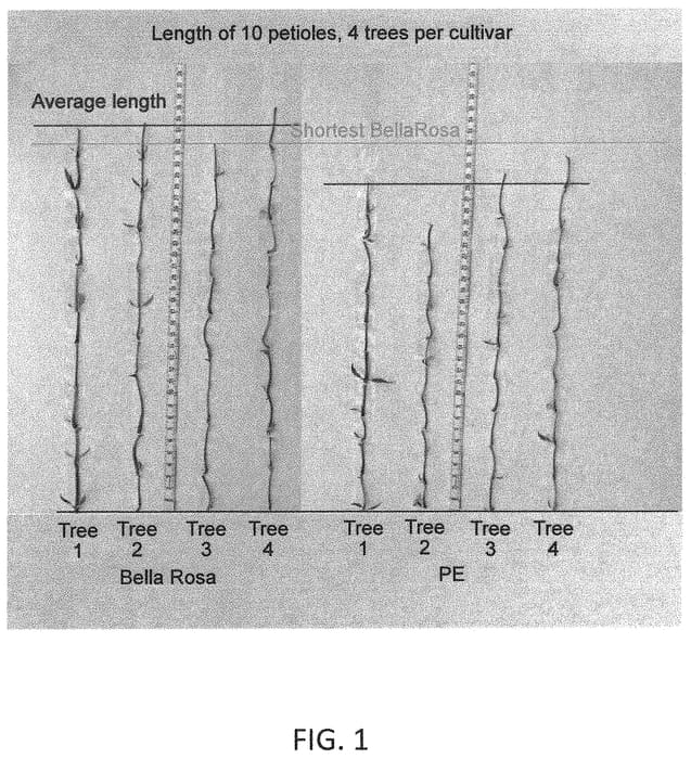 Figure 1 of US plant patent PP32850, the photograph of Bella Rosa printed in the patent.