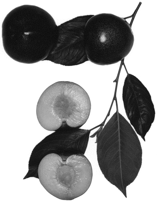 Figure 1 of US plant patent PP32851, the photograph of Flavorzee-517 printed in the patent.