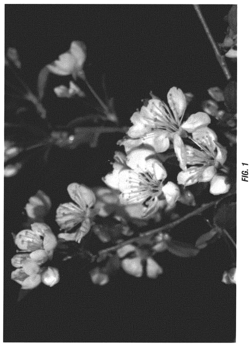 Figure 1 of US plant patent PP32852, the photograph of Clare printed in the patent.