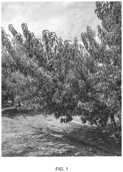 Figure 1 of US plant patent PP32853, the photograph of Andes Nec-5 printed in the patent.
