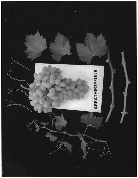 Figure 1 of US plant patent PP32855, the photograph of ARRATHIRTYFOUR printed in the patent.