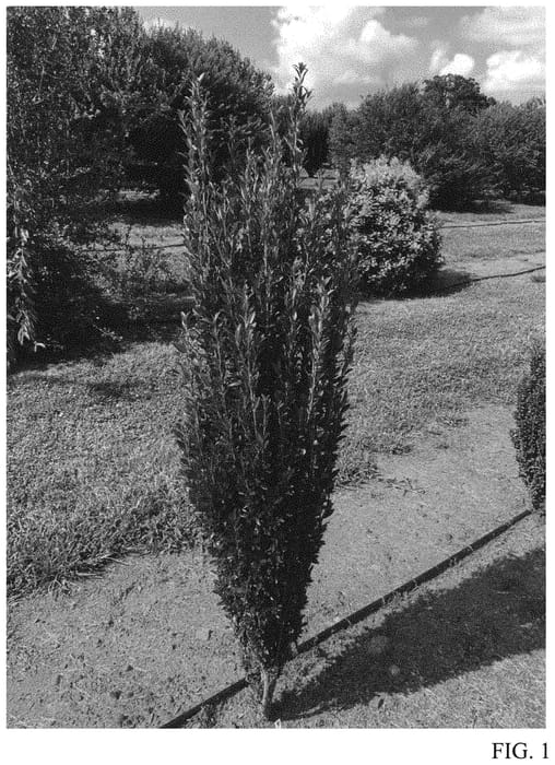 Figure 1 of US plant patent PP32856, the photograph of RutHol3 printed in the patent.