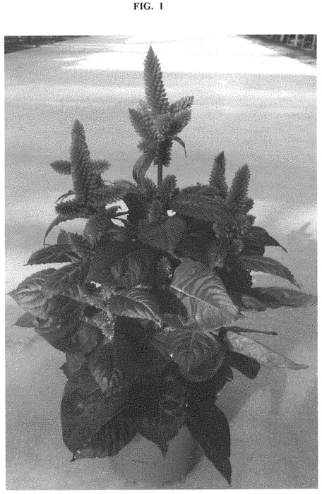 Figure 1 of US plant patent PP32857, the photograph of ZANCENTHOS printed in the patent.