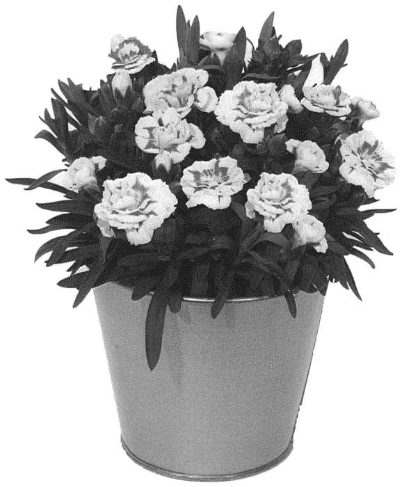 Figure 1 of US plant patent PP32858, the photograph of KLEDP19263 printed in the patent.