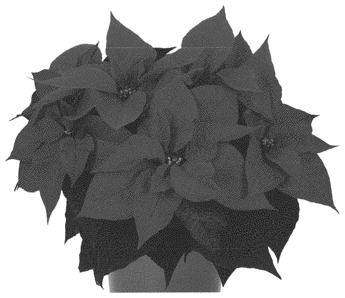 Figure 1 of US plant patent PP32859, the photograph of Dopoinimp printed in the patent.