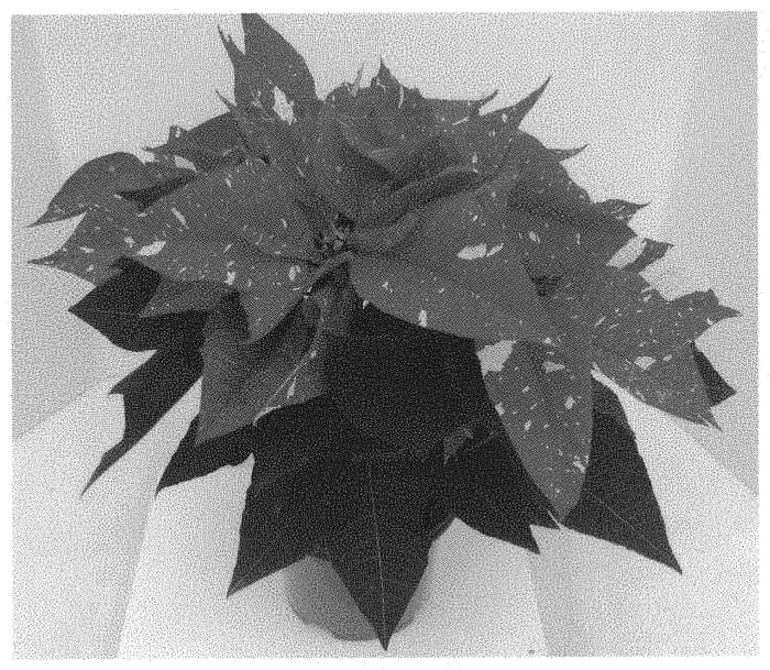 Figure 1 of US plant patent PP32860, the photograph of Dopoincanca printed in the patent.