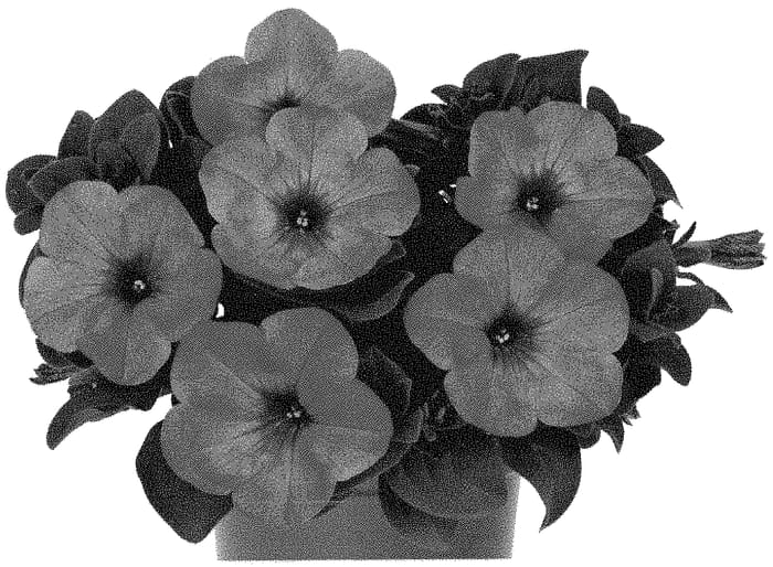 Figure 1 of US plant patent PP32861, the photograph of Dopetpotupi printed in the patent.