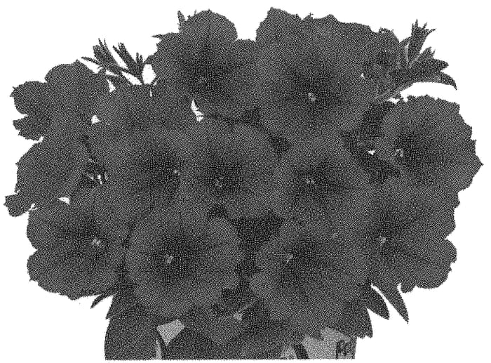 Figure 1 of US plant patent PP32862, the photograph of DOPETPOTUPLURE printed in the patent.