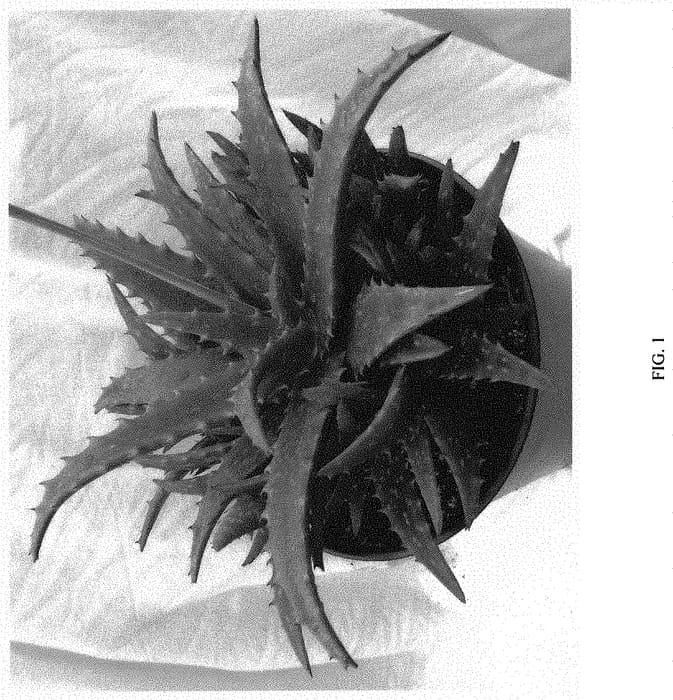 Figure 1 of US plant patent PP32863, the photograph of NIGHT SKY printed in the patent.