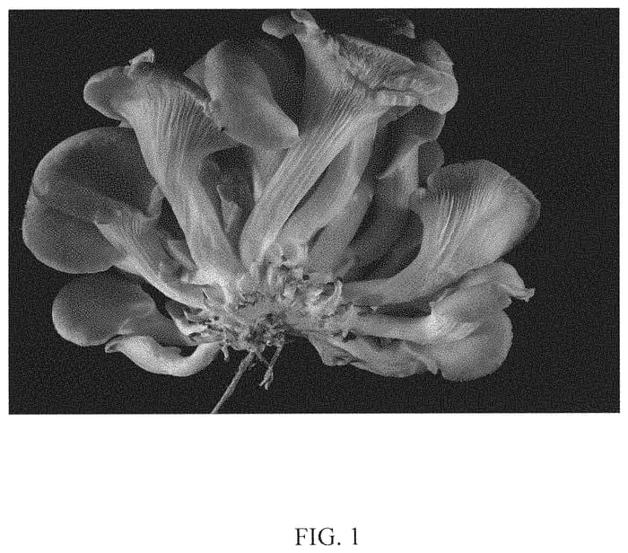 Figure 1 of US plant patent PP32864, the photograph of ALLERPO printed in the patent.
