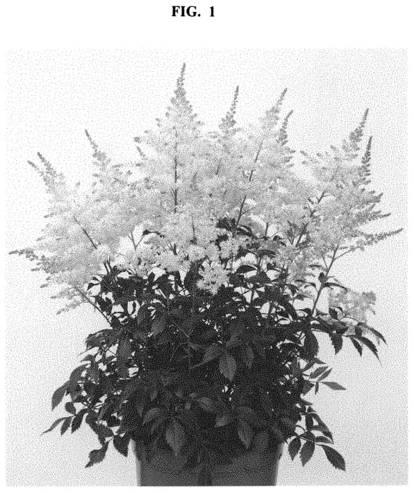 Figure 1 of US plant patent PP32865, the photograph of Lovely Day printed in the patent.