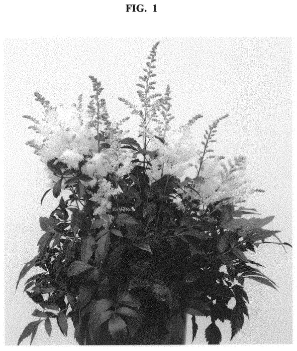 Figure 1 of US plant patent PP32866, the photograph of Happy Day printed in the patent.