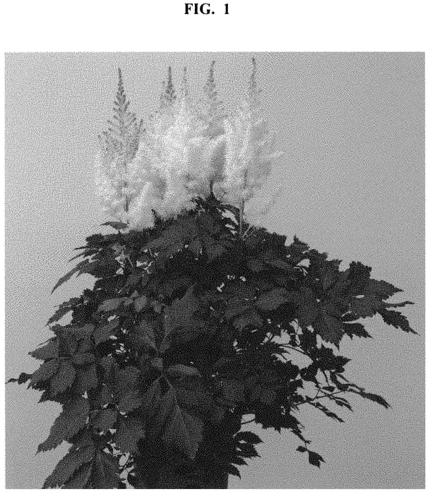 Figure 1 of US plant patent PP32867, the photograph of Youandme Together printed in the patent.