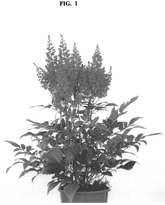 Figure 1 of US plant patent PP32868, the photograph of Lucky Day printed in the patent.
