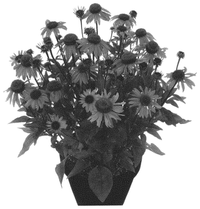 Figure 1 of US plant patent PP32869, the photograph of Hilmoocour printed in the patent.
