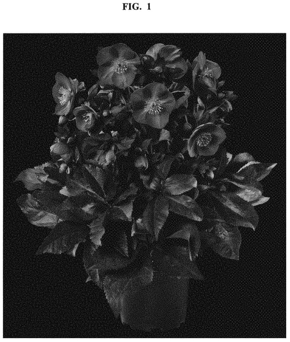 Figure 1 of US plant patent PP32870, the photograph of COSEH 7900 printed in the patent.