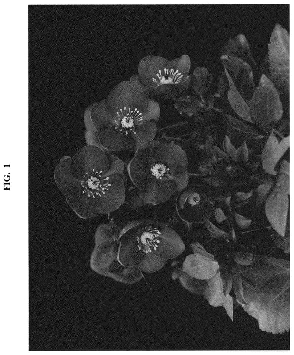 Figure 1 of US plant patent PP32871, the photograph of COSEH 6000 printed in the patent.