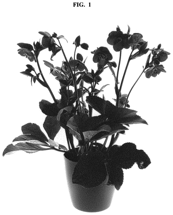Figure 1 of US plant patent PP32872, the photograph of COSEH 8000 printed in the patent.