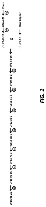 Figure 1 of US plant patent PP32873, the photograph of UF16-91-25 printed in the patent.