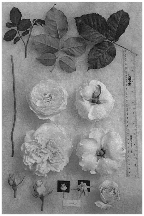 Figure 1 of US plant patent PP32874, the photograph of AUSgray printed in the patent.