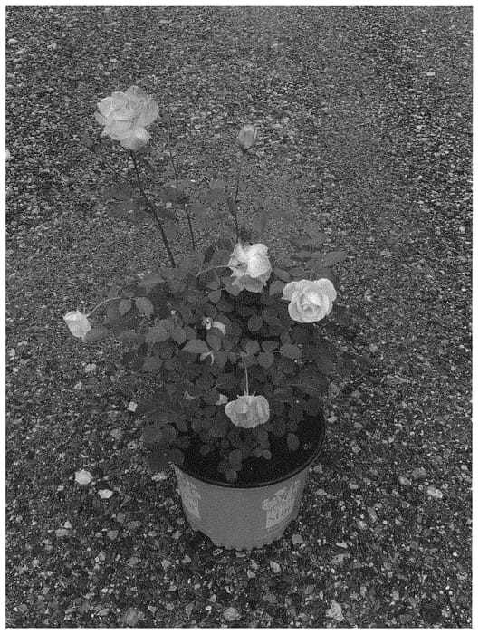 Figure 1 of US plant patent PP32875, the photograph of Radapshin printed in the patent.