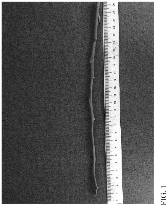 Figure 1 of US plant patent PP32876, the photograph of DrisBlueTwentyThree printed in the patent.