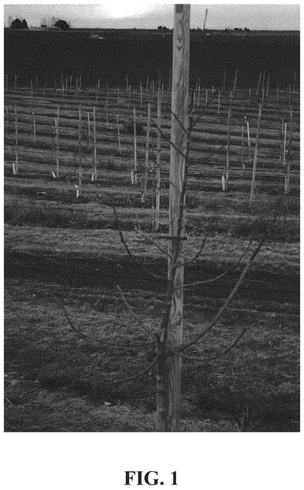 Figure 1 of US plant patent PP32877, the photograph of Regal D17-121 printed in the patent.