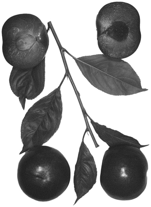 Figure 1 of US plant patent PP32878, the photograph of Sangria Red printed in the patent.