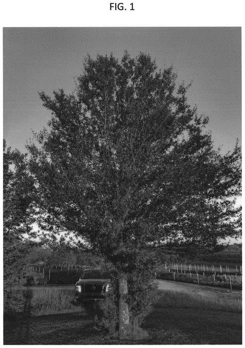 Figure 1 of US plant patent PP32879, the photograph of TGO-GAL printed in the patent.
