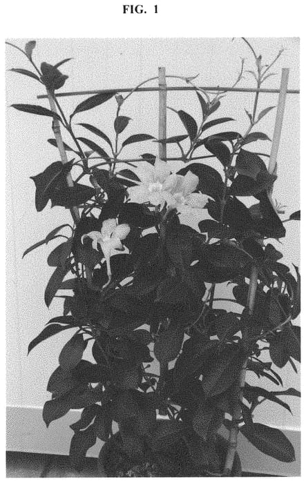 Figure 1 of US plant patent PP32880, the photograph of MAN220901 printed in the patent.