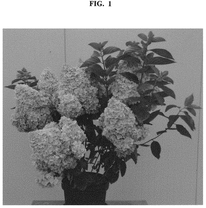 Figure 1 of US plant patent PP32881, the photograph of HP219902 printed in the patent.