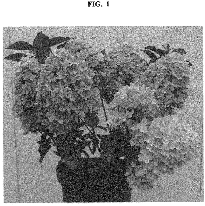 Figure 1 of US plant patent PP32882, the photograph of HP219902 printed in the patent.