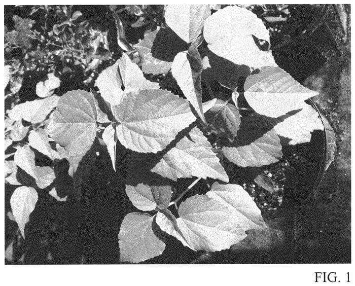 Figure 1 of US plant patent PP32883, the photograph of RutHib3 printed in the patent.